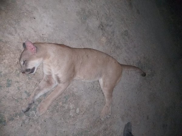 Matan a un puma que atacó a peón de estancia