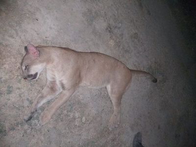 Ñeembucú: matan a un puma que atacó a peón de estancia