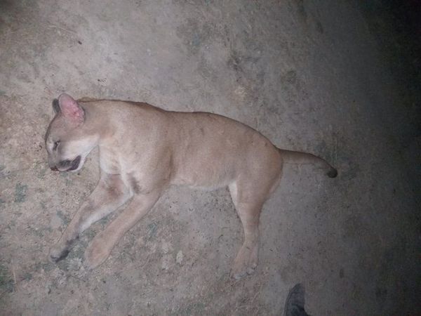 Ñeembucú: matan a un puma que atacó a peón de estancia