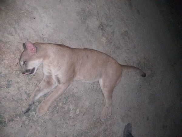 Matan a puma que atacó a peón de estancia