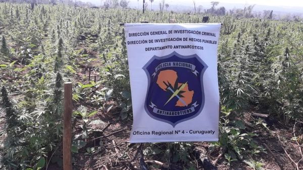 Destruyen 20 hectáreas de marihuana en colonia 7 Montes - Nacionales - ABC Color