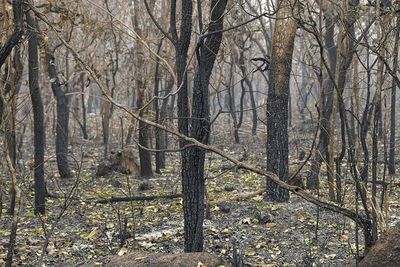 Incendios en la Amazonía registran en agosto segundo mayor número en 10 años - Mundo - ABC Color