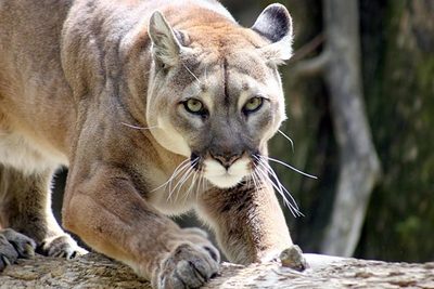 Autoridades se constituyeron donde supuestamente mataron a un puma y resultó ser todo una broma