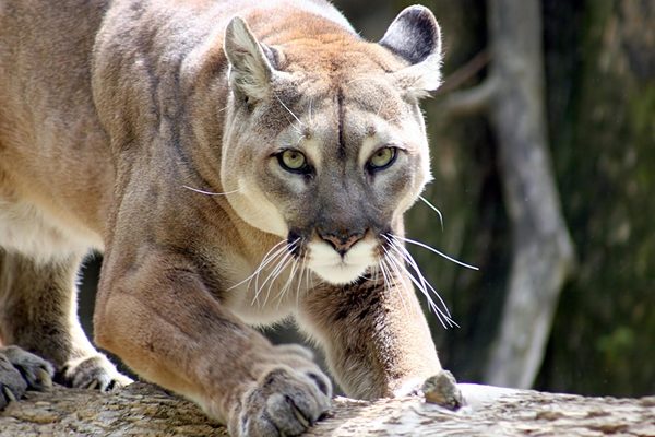 Autoridades se constituyeron donde supuestamente mataron a un puma y resultó ser todo una broma