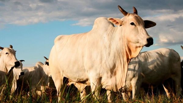 Seguro pecuario, una opción para el productor ganadero en tiempos de crisis