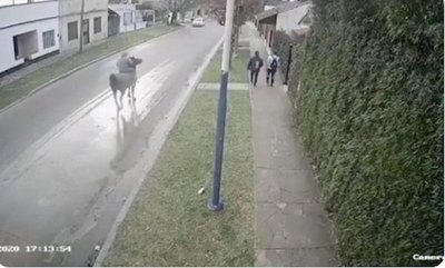 Crónica / “Caballochorro” suelto crea terror en las calles