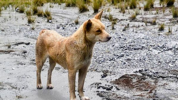 El perro que más sabe sobre la vocalización humana no está extinguido - Mascotas - ABC Color