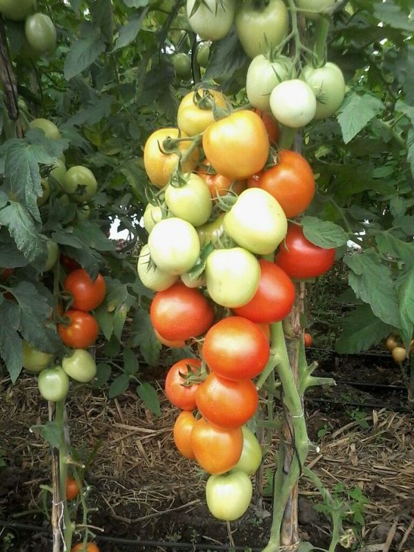 MAG evalúa situación del tomate nacional en el campo