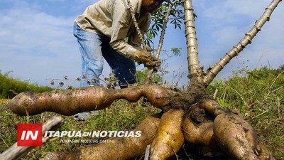 IMPLEMENTAN TECNOLOGÍA PARA AUMENTAR VOLUMEN DE PRODUCCIÓN DE MANDIOCA