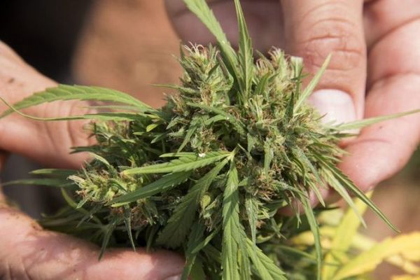 Despenalización del cannabis medicinal: SENAD recomendaría un veto parcial o total