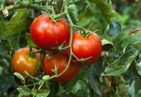 Importadores presionan para ingreso de tomate extranjero
