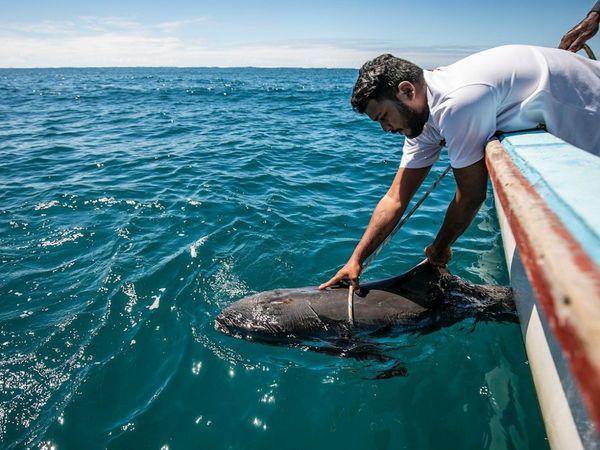 Japón ofrece ayuda a Mauricio para limpiar el vertido de crudo