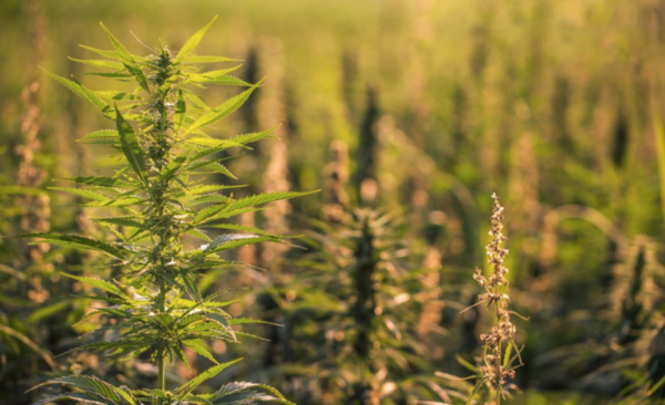 HOY / Insisten con ley de despenalización del cannabis para uso medicinal