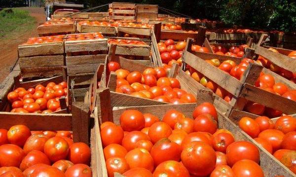 MINISTERIO DE AGRICULTURA EVALÚA SITUACIÓN DEL TOMATE NACIONAL EN EL CAMPO