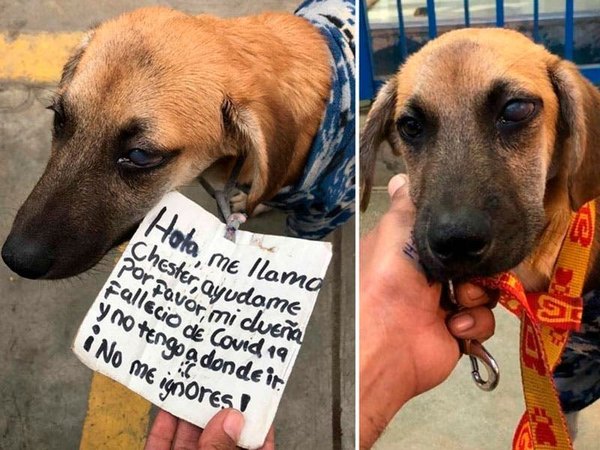 Crónica / Perrito busca hogar, su dueña falleció de covid