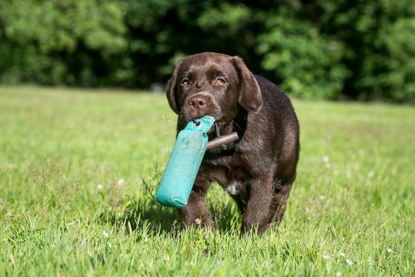 Entrenamiento con juguetes para perros - Mascotas - ABC Color
