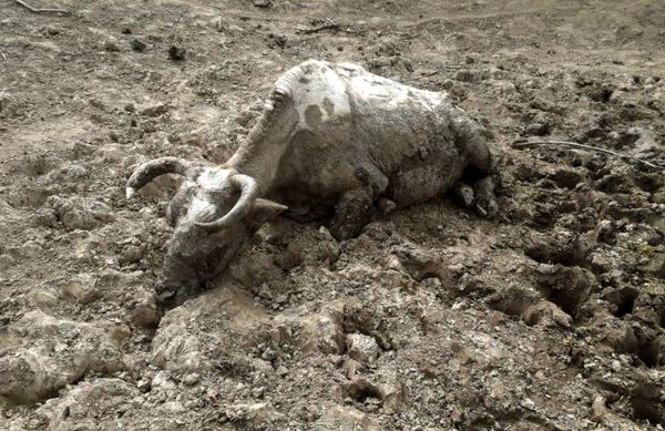 Sequía se agudiza en comunidades ribereñas de la zona del Pilcomayo - Nacionales - ABC Color