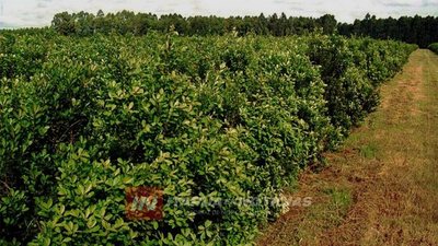 CRECE EXPORTACIÓN DE YERBA A ARGENTINA Y GENERA ESCASEZ EN EL MERCADO LOCAL