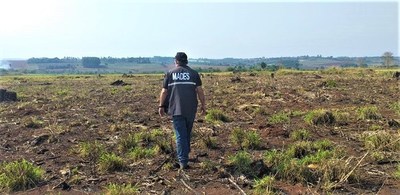 Intervienen en criminal desmonte en Itapúa - ADN Paraguayo