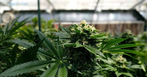 Piden despenalizar el autocultivo del cannabis