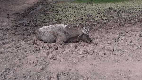 Sequía golpea con fuerza zona productiva de la ribera del Pilcomayo