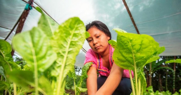 La Nación / Gobierno de Ecuador recibirá asistencia técnica paraguaya en proyectos de desarrollo agropecuario