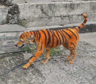 Indignación en Malasia por maltrato animal: pintan a perro para que parezca tigre
