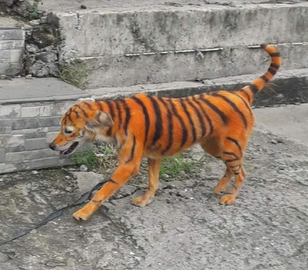 Indignación en Malasia por maltrato animal: pintan a perro para que parezca tigre