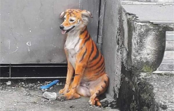 Aparición de un perro pintado como tigre causa indignación en Malasia