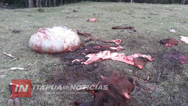 DENUNCIAN NUEVO CASO DE ABIGEATO EN FRAM. 