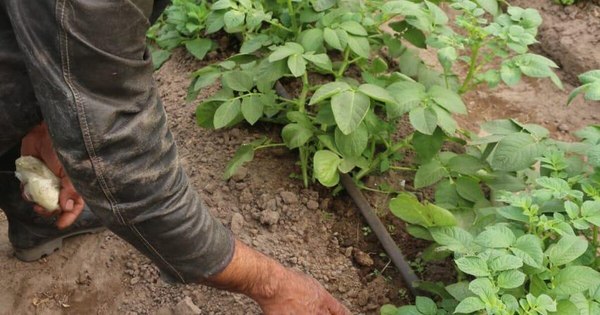La Nación / Destacan buen desarrollo de cultivos de papa en Ñeembucú