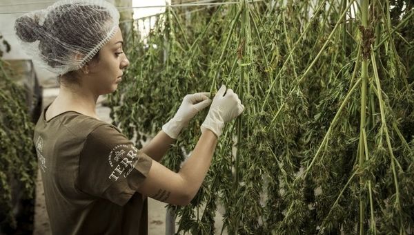 “Hay que dar los siguientes pasos, para no quedar atrás cuando los otros países empiecen a exportar productos a base de cannabis”