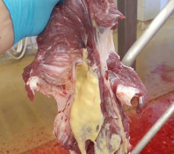 Malas prácticas de vacunación implican pérdidas de hasta 3 kilos de carne por cabeza