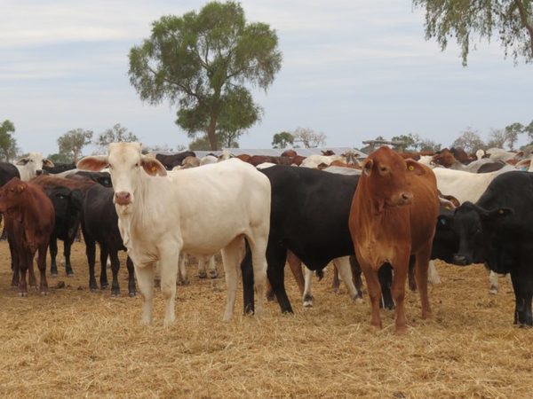 Precio del ganado gordo a frigorífico cierra la semana con otra suba