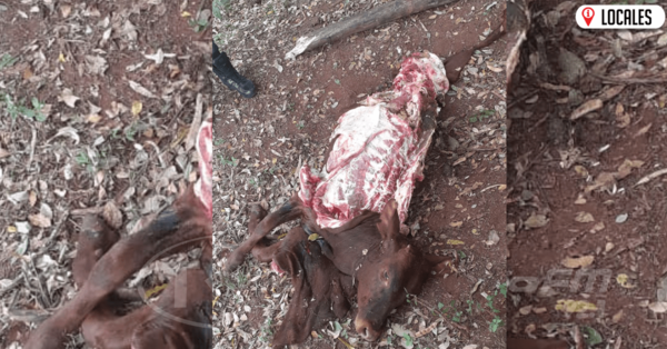 Abigeos hacen de las suyas en Capitán Miranda