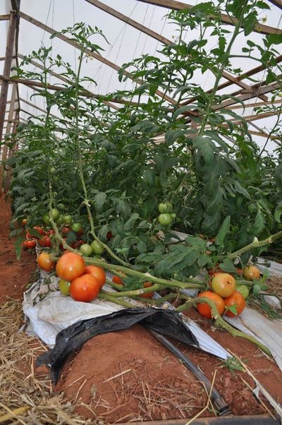 Juntarán a productores y compradores a través de plataforma para facilitar comercio agropecuario