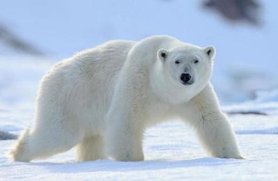 Desnudarse y otras curiosas maneras de huir del ataque de un oso polar - SNT