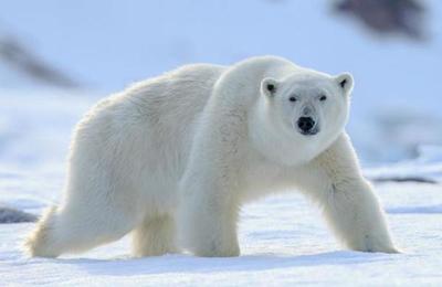 Desnudarse y otras curiosas maneras de huir del ataque de un oso polar - C9N