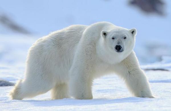 Desnudarse y otras curiosas maneras de huir del ataque de un oso polar - C9N