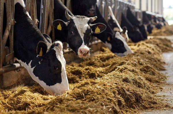 Vuelven a habilitar la exportación de carne de vaca y vaquilla a la UE - MarketData