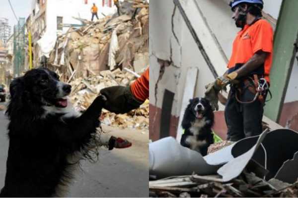 “Flash”, el perro rescatista que detectó signos de vida bajo escombros, a un mes de la explosión en Beirut - Megacadena — Últimas Noticias de Paraguay