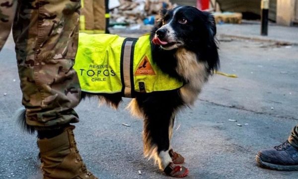 Perro rescatista encuentra posible señal de vida bajo escombros en Beirut, un mes después de la explosión