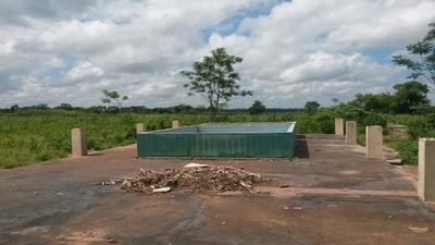 La realidad del sector bananero del Paraguay