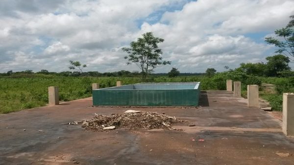 La realidad del sector bananero del Paraguay
