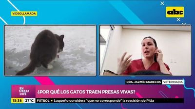 ¿Por qué los gatos traen sus presas a la casa? - Ensiestados - ABC Color
