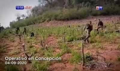 Destruyen campamentos de marihuana en Concepción | Noticias Paraguay