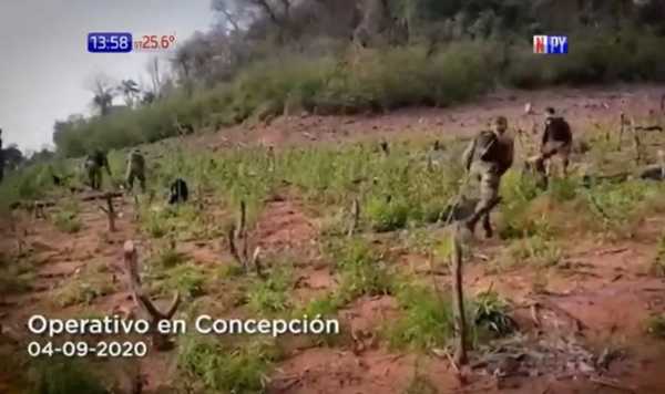 Destruyen campamentos de marihuana en Concepción | Noticias Paraguay