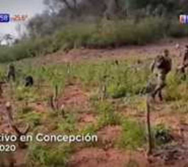 FTC destruye plantaciones de marihuana en el Norte - Paraguay.com