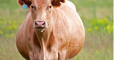 La Nación / Vaca búlgara sale por descuido de la UE y ahora corre inminente peligro de muerte