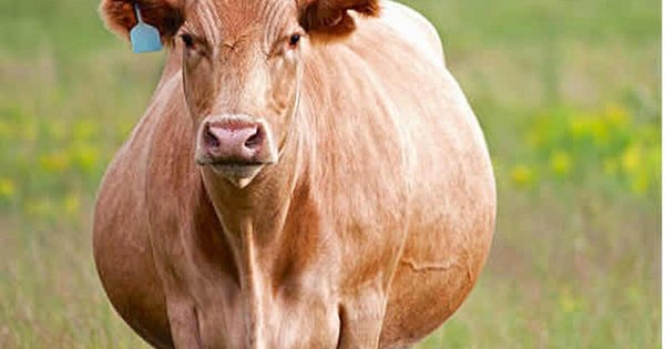 La Nación / Vaca búlgara sale por descuido de la UE y ahora corre inminente peligro de muerte